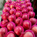 Pommes fraîches de haute qualité